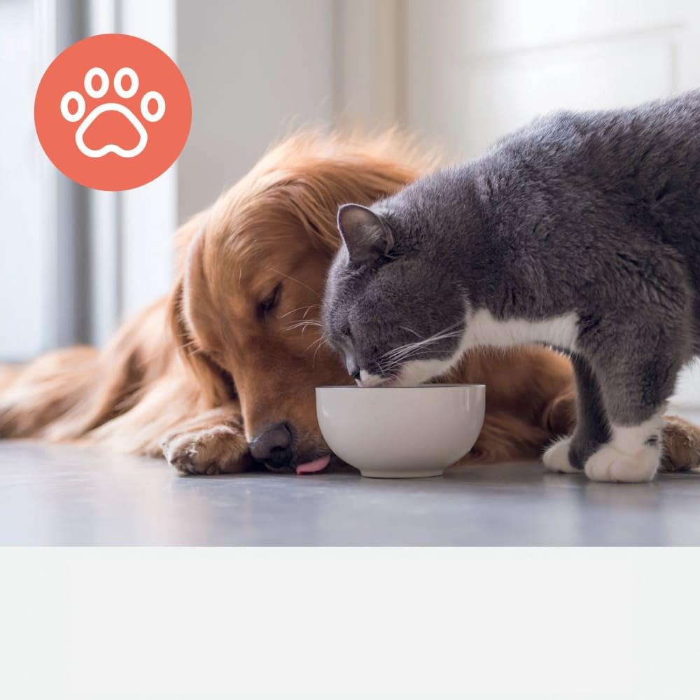 HEPA para alérgicos a gatos y perros para purificador Leitz TruSens Z-3000 - alergia-acaros.com | Soluciones naturales para la Alergia a los Ácaros del Polvo 